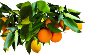 Florida shipping restriction notice on Jobe's Organics product