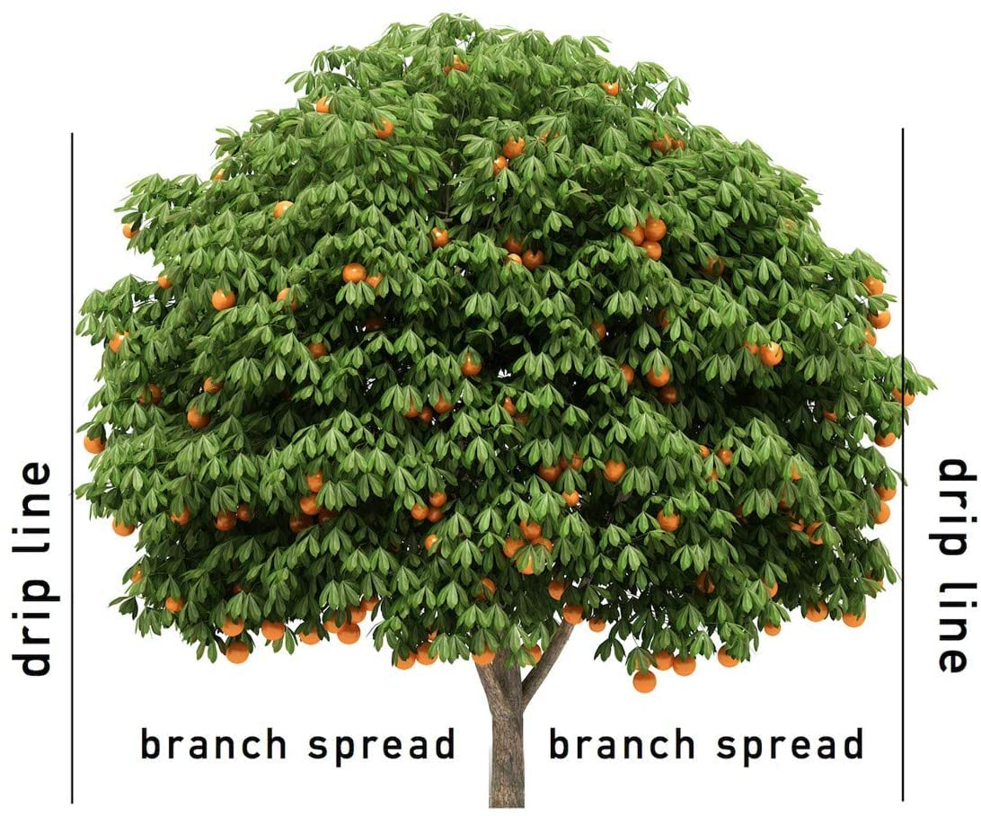 Healthy fruit tree thriving after use of Jobe's Organics spikes