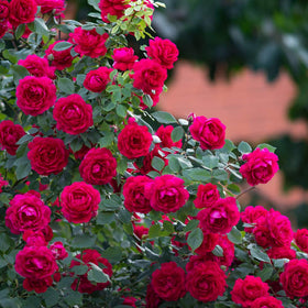 Healthy foliage and vibrant blooms from steady underground nourishment.