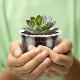 JOBVERT versatile pots for vegetables, herbs, succulents and cuttings