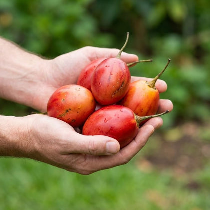 JOCADEW tamarillo seeds packet for home gardening and seasonal fruit.