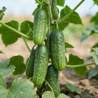 JOCADEW Boston pickling cucumber seed pack for reliable home garden harvests.