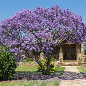 JOCADEW Empress Tree sapphire blooms shown for vibrant ornamental color.