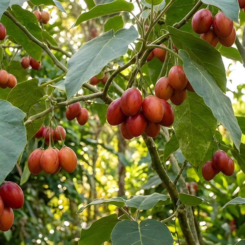JOCADEW garden scene showing tamarillo planting for a tropical yard.