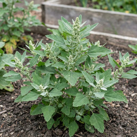 JOCADEW goosefoot garden setup demonstrates compact, adaptable growth in sunny spaces.