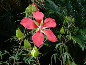 JOCADEW Hibiscus coccineus Texas Star blooms brighten borders and attract pollinators