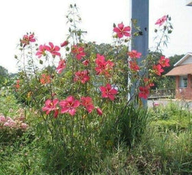 JOCADEW Hibiscus coccineus Texas Star garden height as a focal point in sun