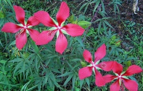JOCADEW Hibiscus coccineus Texas Star leaves add lush foliage to beds