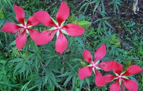 JOCADEW Hibiscus coccineus Texas Star leaves add lush foliage to beds