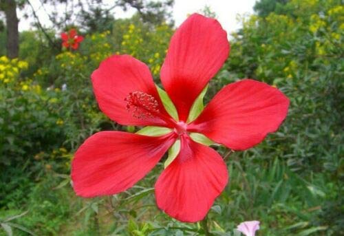 JOCADEW Hibiscus coccineus Texas Star plant profile for planning
