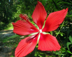 JOCADEW Hibiscus coccineus Texas Star seeds pack ideal for sunny borders