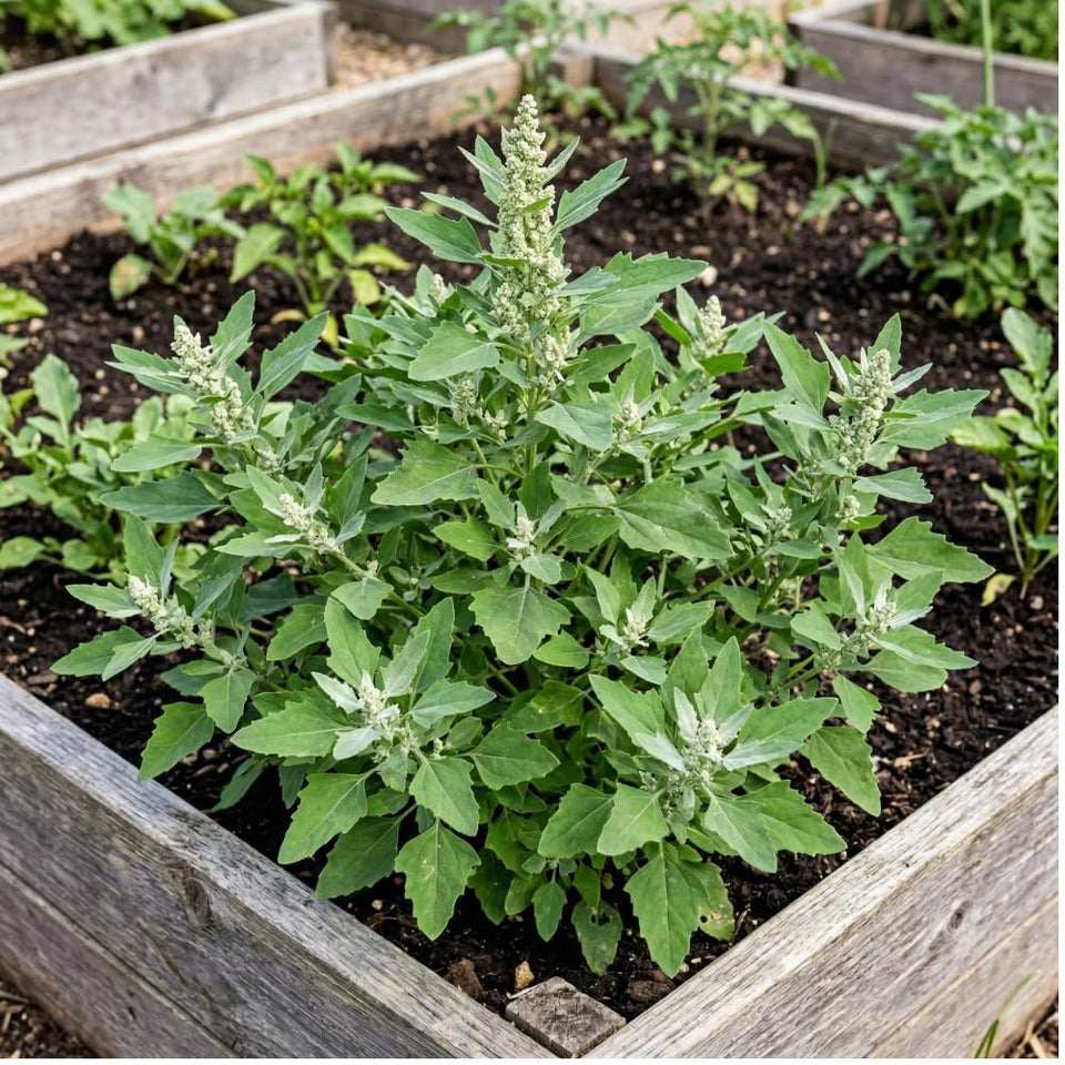 JOCADEW lambs quarters seeds pack for outdoor planting in beds and containers.