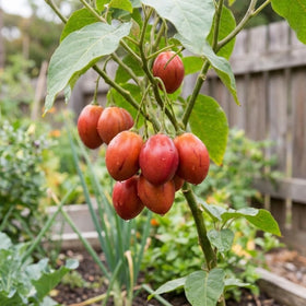 JOCADEW tamarillo fruit tree displaying developing fruit and ornamental value.
