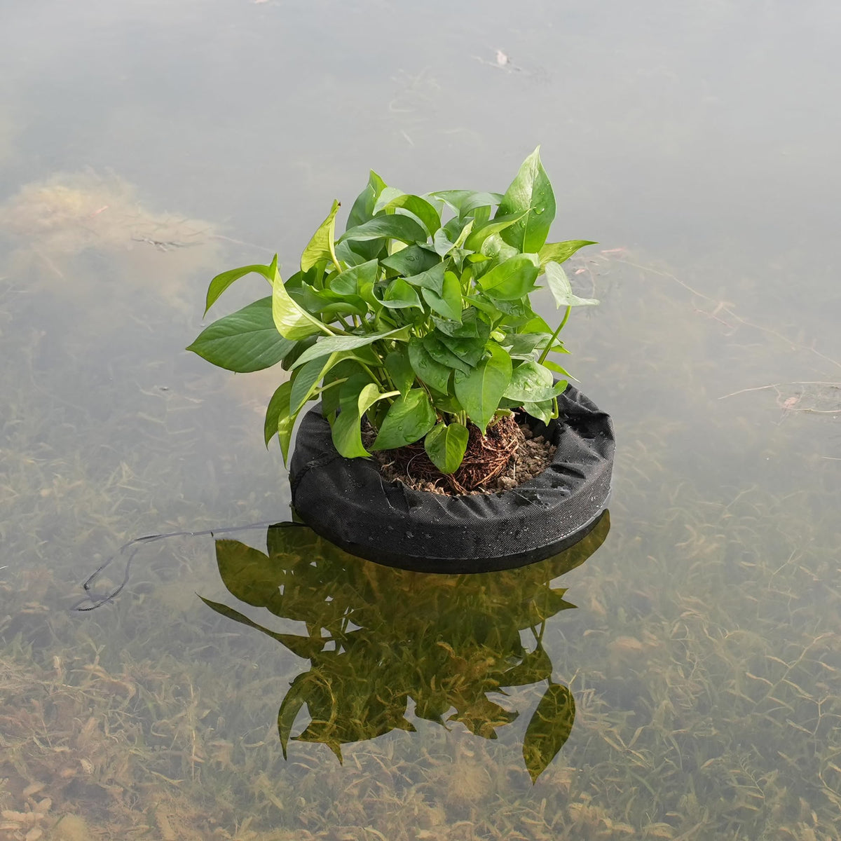 Joewuzun round-pond-planter in water for decorative aquatic plants