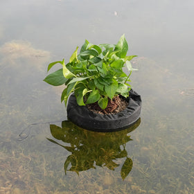 Joewuzun round-pond-planter in water for decorative aquatic plants