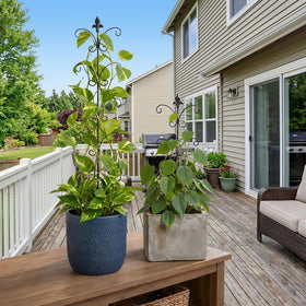 JoinGreen easy installation trellis simplifies setup for Monstera and climbers