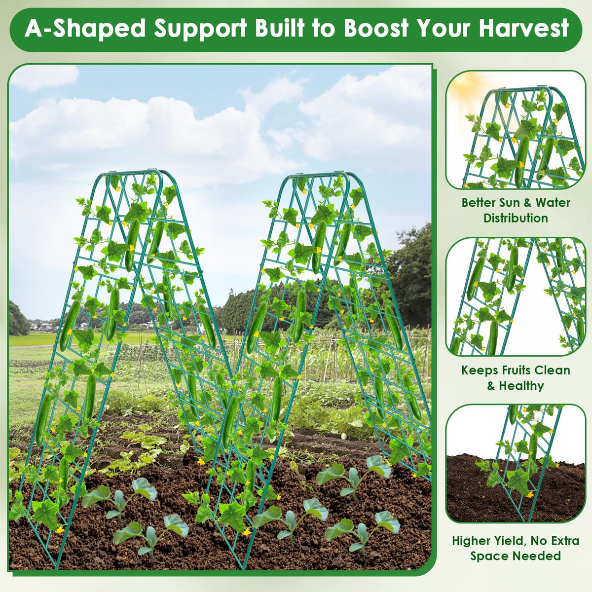 Jollidecor trellis supports cucumber, tomato, bean, pea, and grape outdoors.