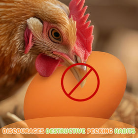 JolliLudo ceramic eggs used as educational props in poultry exhibitions