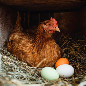 JolliLudo durable coop egg withstands sun and weather