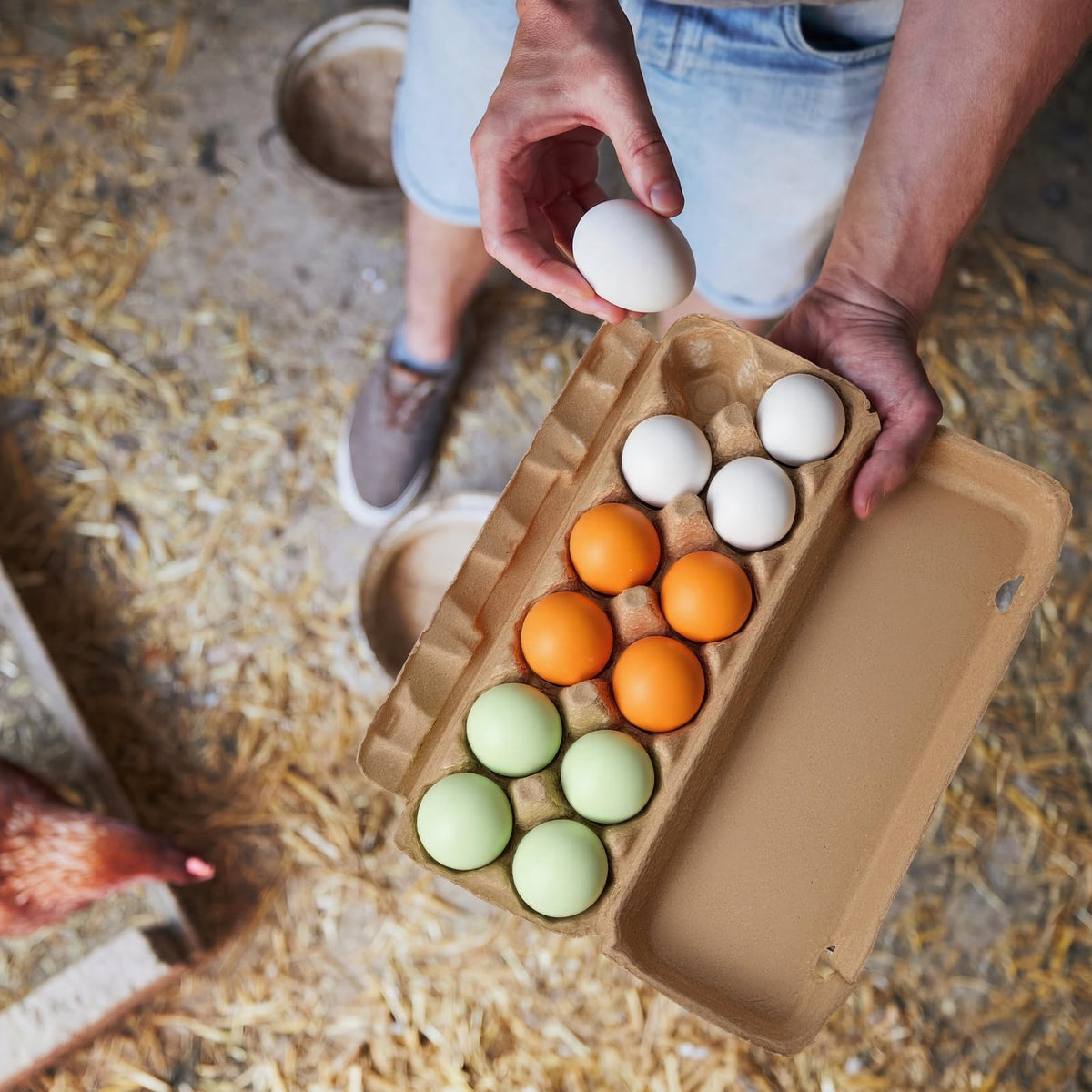 JolliLudo training eggs for new layers and improved flock management