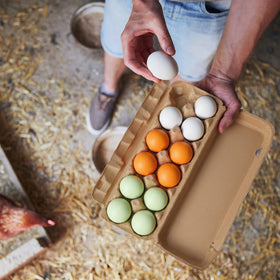 JolliLudo training eggs for new layers and improved flock management
