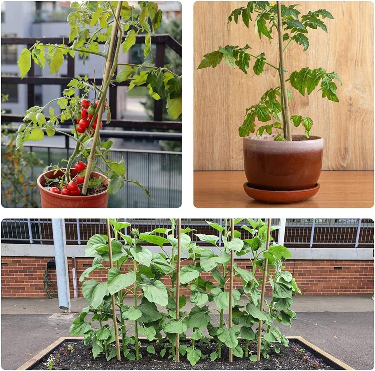 Jollybower bean and flower stakes maximize sun exposure.