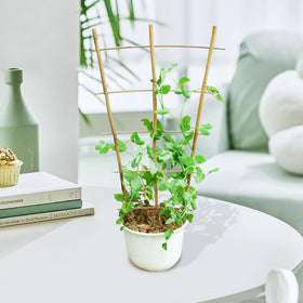 Jollybower season-ready bamboo lattice for indoor and outdoor use enhances plant display.