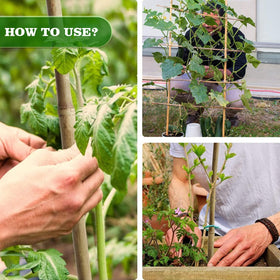 Jollybower potted plant stakes stabilize vines in pots.
