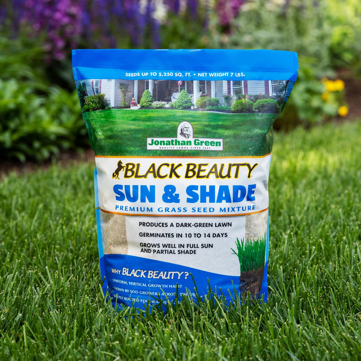 Jonathan Green Black Beauty Sun & Shade lawn-coverage close-up with dense turf.