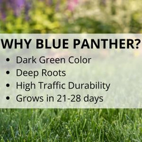 Dense, dark-green Blue Panther turf demonstrates high traffic tolerance and uniform leaf texture.