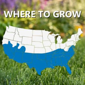 Blue Panther seed spread on a prepared bed supports lush southern lawns and easy overseeding.