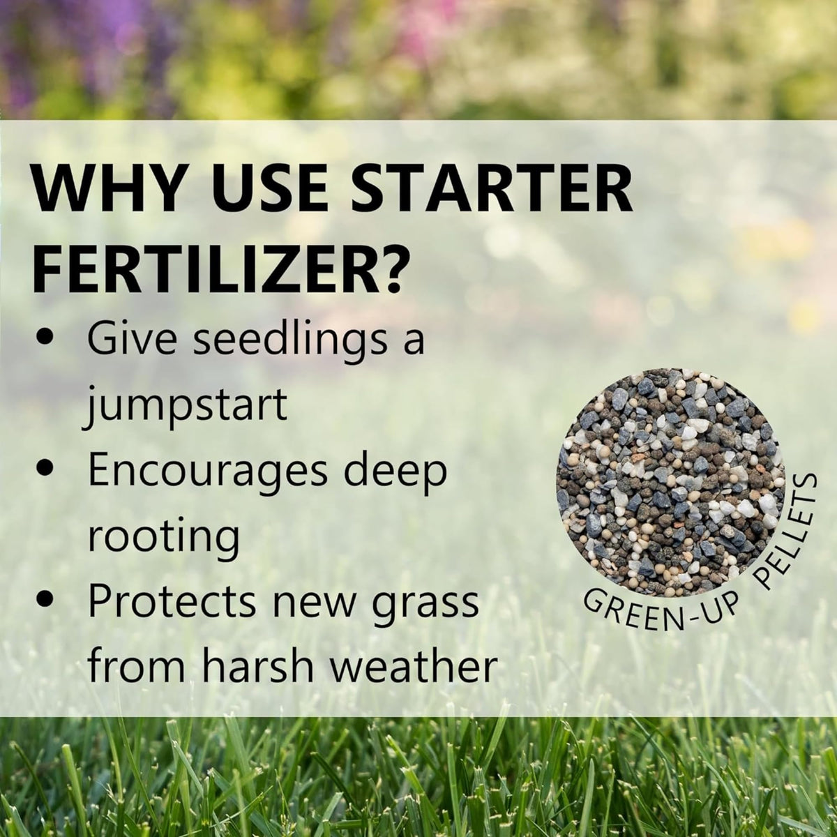 Healthy seedling growth with Green-Up Lawn Food on a young lawn