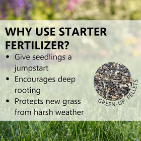 Healthy seedling growth with Green-Up Lawn Food on a young lawn
