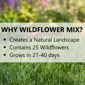 Jonathan Green Wildflower Meadow slopes erosion coverage shot highlights low-maintenance groundcover.