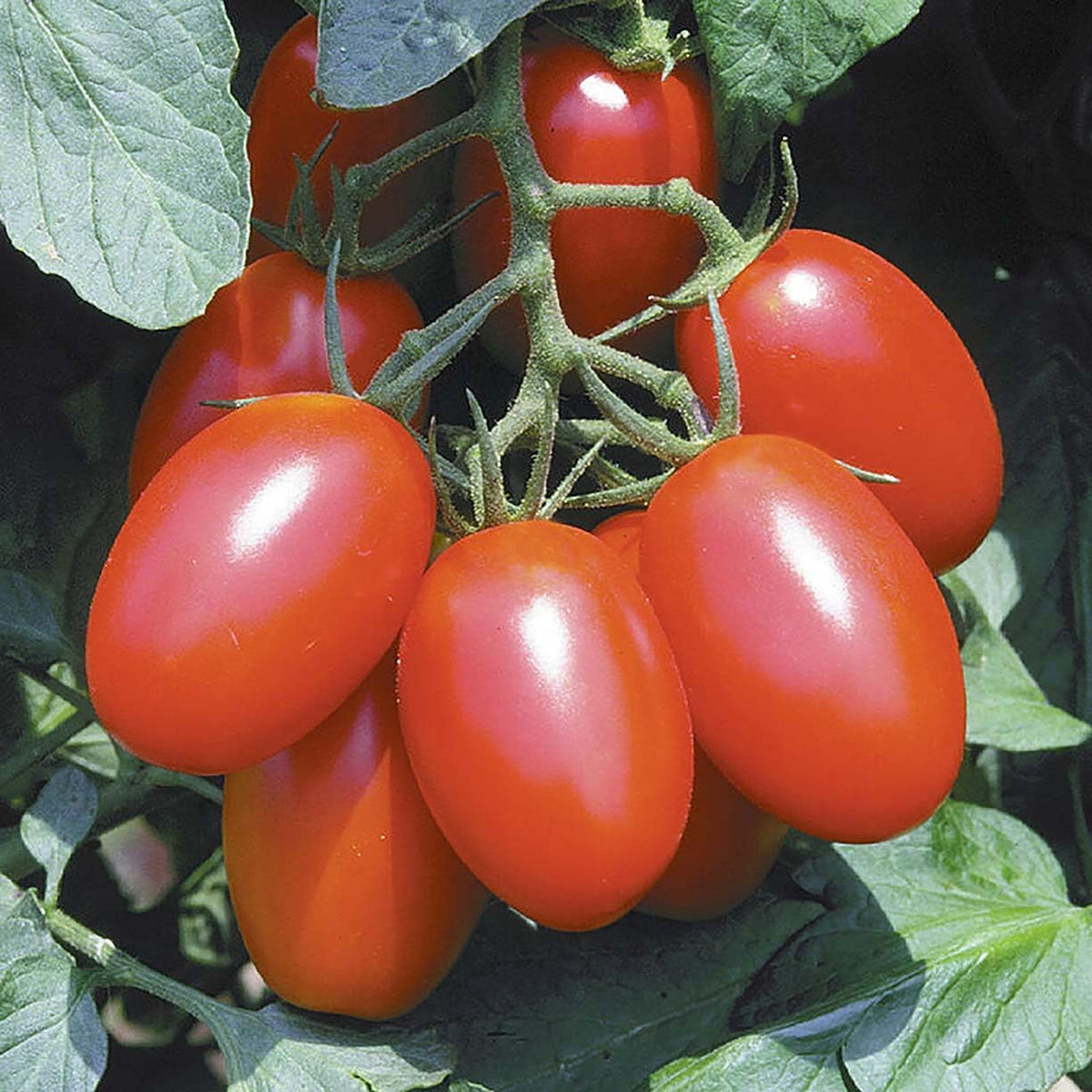 Juliet tomato fruits forming grape-like clusters on vigorous vines