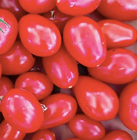 Glossy red Juliet fruits with crack-resistant skin ready to snack
