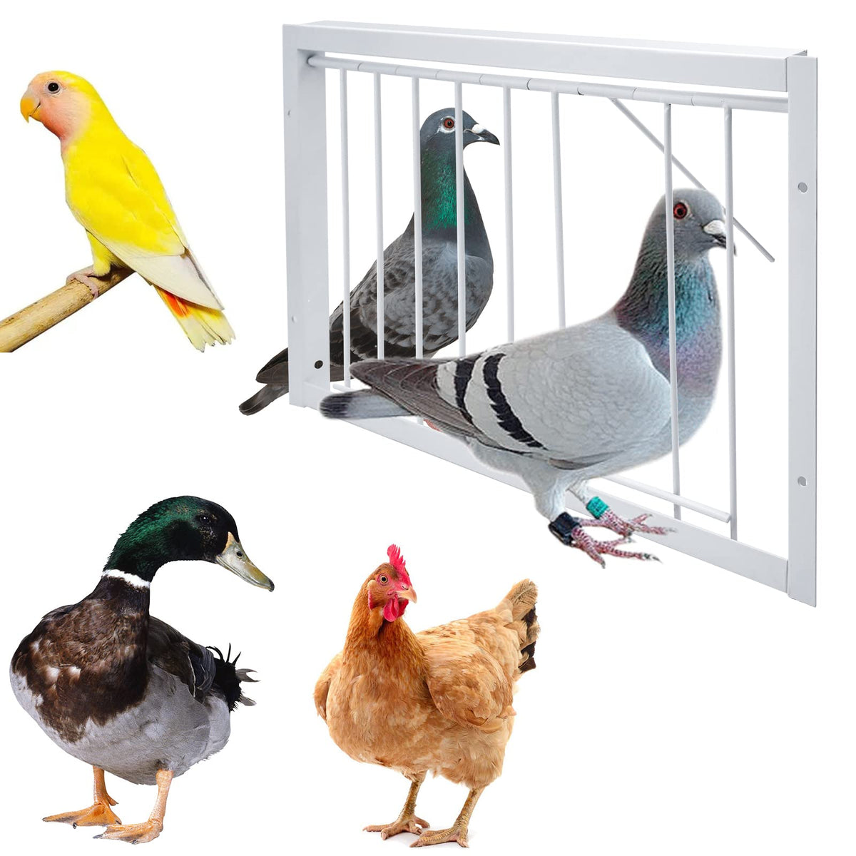 Junniu pigeon loft essential helps organize birds during flights.