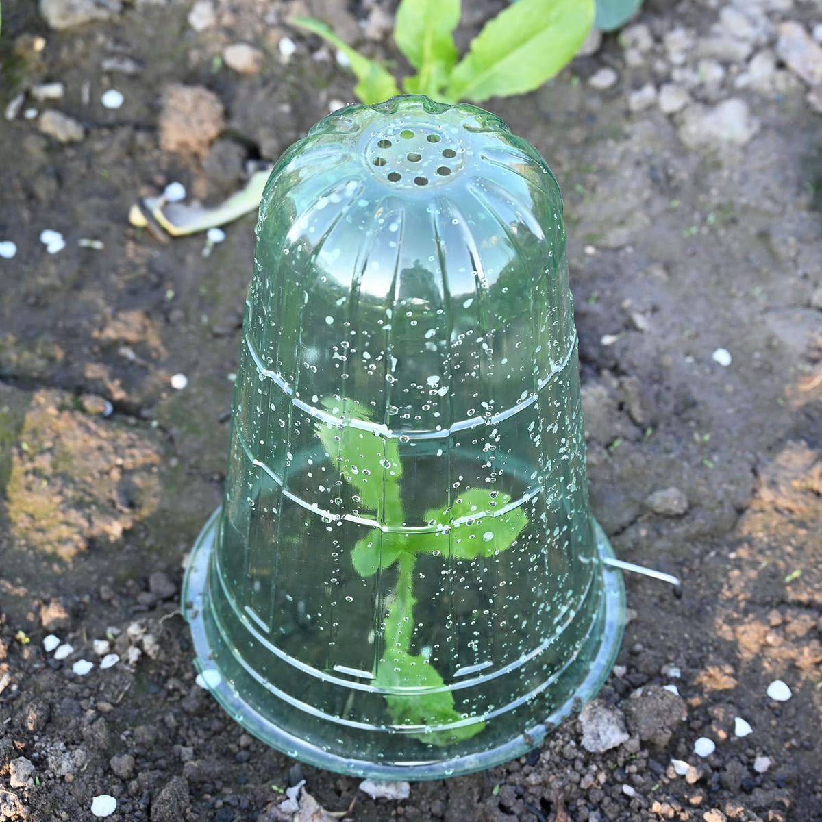 JUSUFU easy-to-use cloche installs quickly over seedlings.