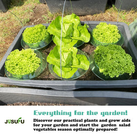 JUSUFU slug collars guard cucumbers, reducing pest contact near the stem area.