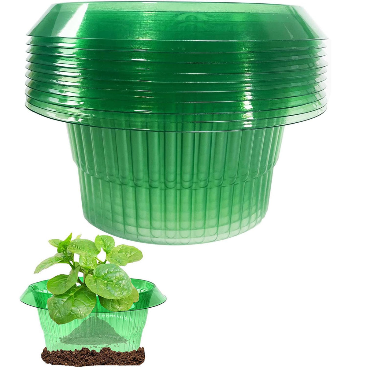 JUSUFU slug collars protect lettuce plants from snails, keeping leaves clean and healthy.