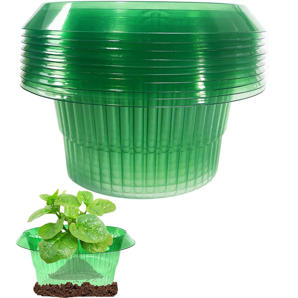 JUSUFU slug collars protect lettuce plants from snails, keeping leaves clean and healthy.