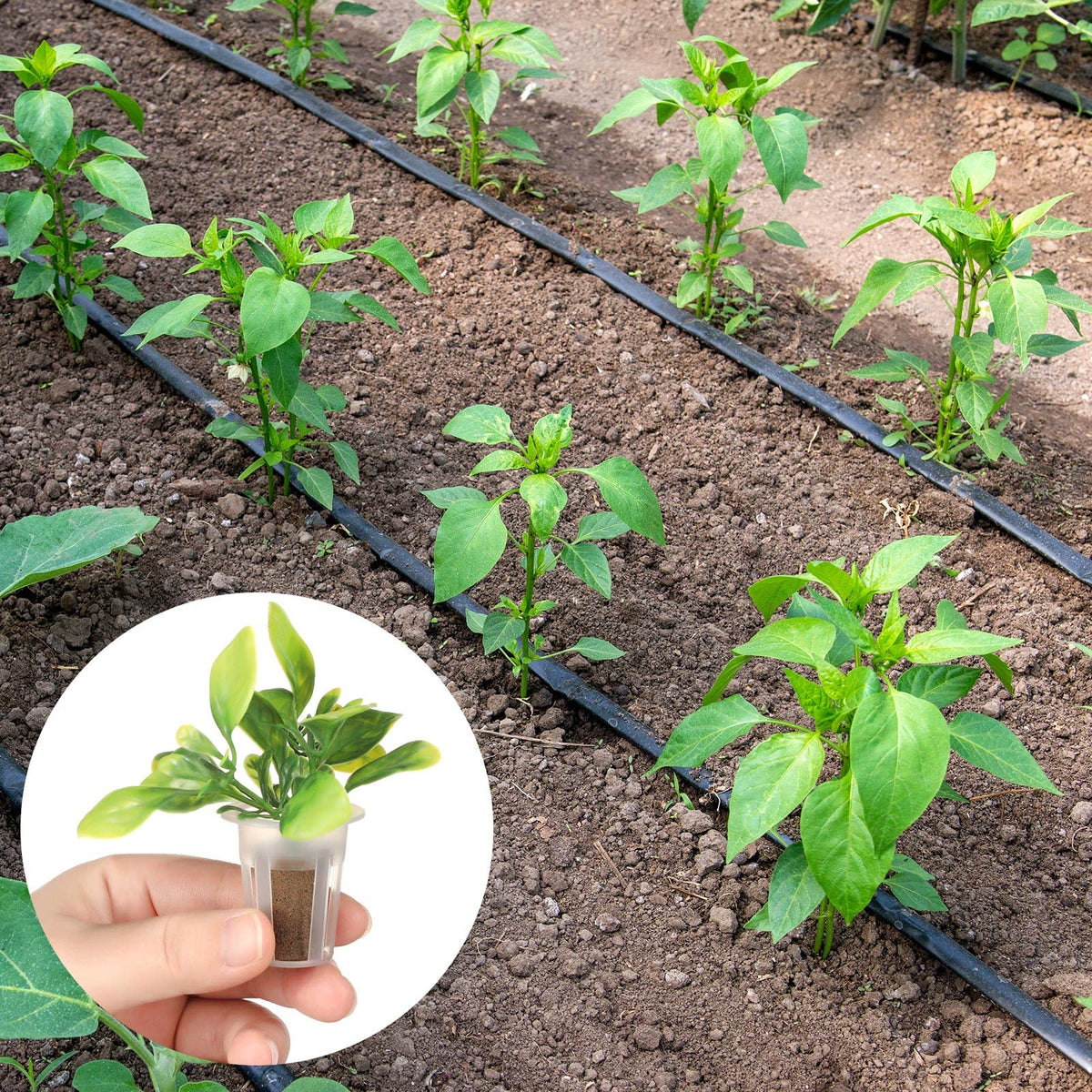 Jutom labels and seeds image illustrating growth-tracking with the kit