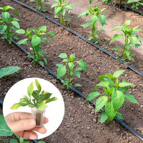 Jutom labels and seeds image illustrating growth-tracking with the kit