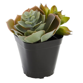 Juvale compact garden pot set 2-6-inch for small spaces.