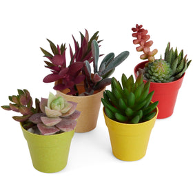Juvale creative mini pot displays for personalized plant arrangements.