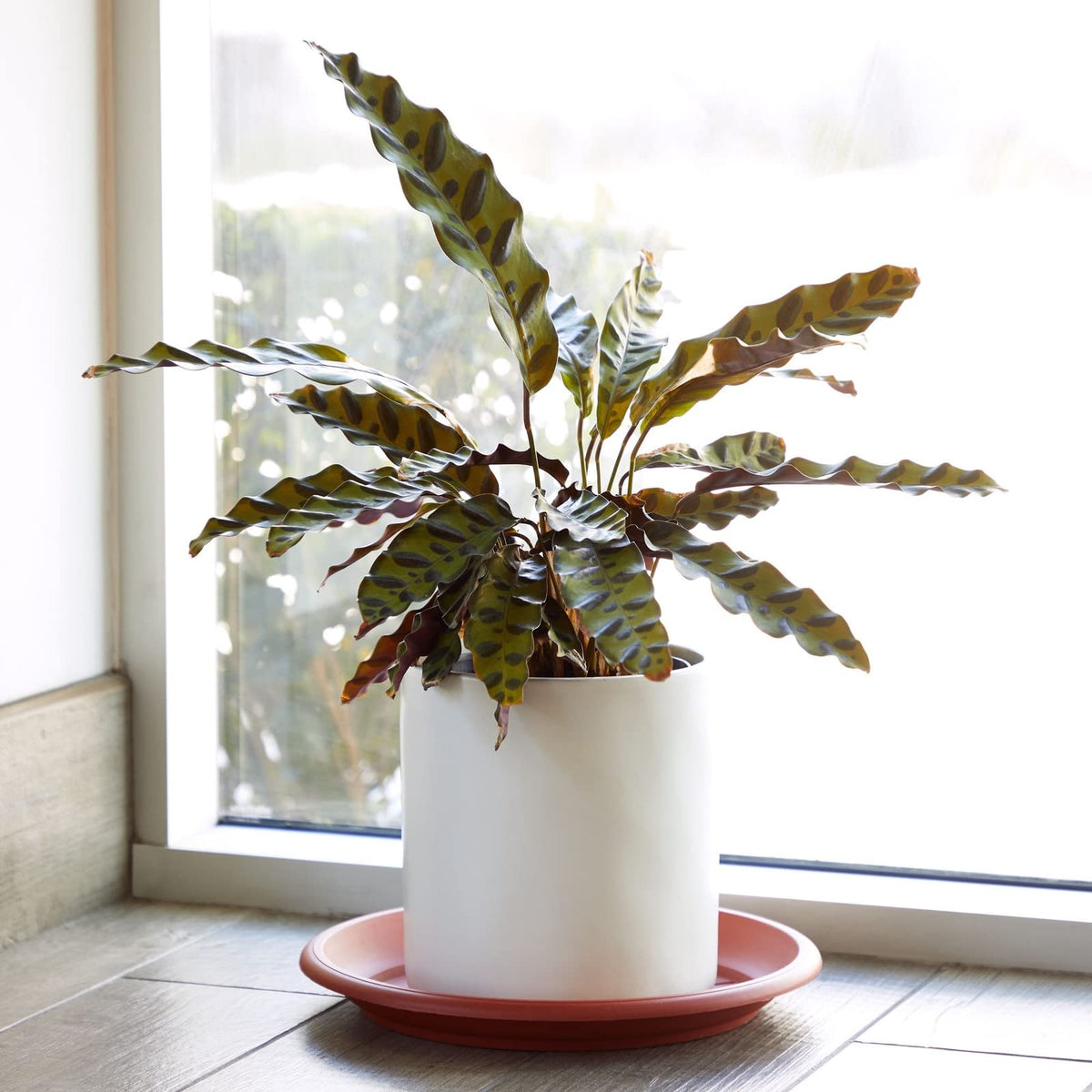 Juvale eight-pack plant saucer set for multiple planters.