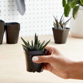 Juvale nursery pots with drainage holes prevent overwatering for healthier roots.