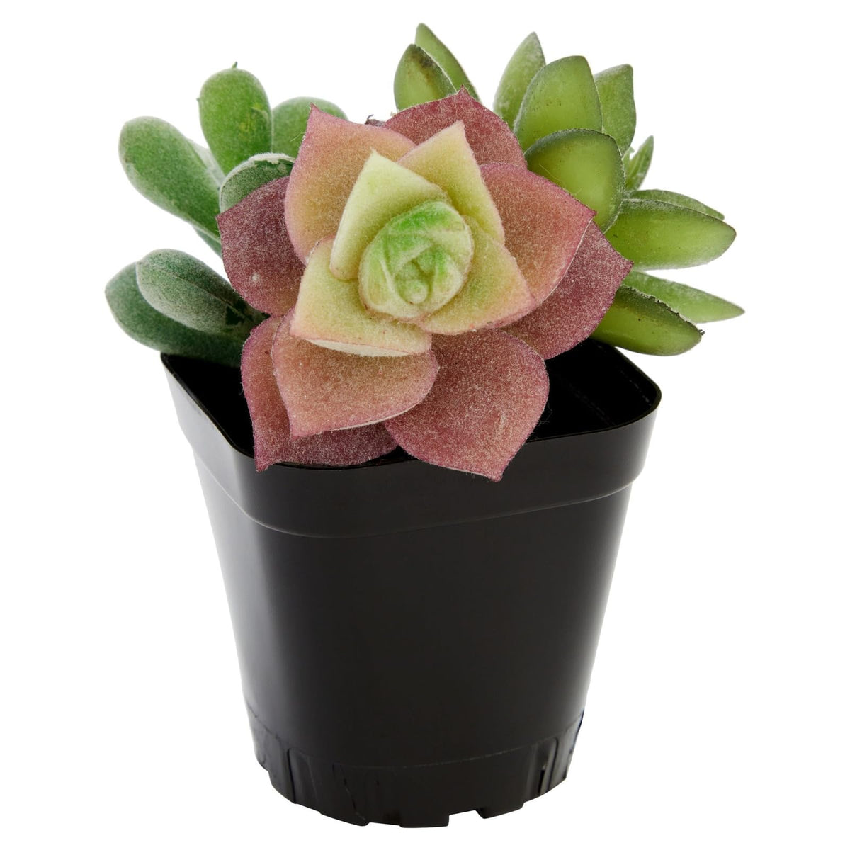 Juvale versatile planters for indoor or outdoor seed starting projects.