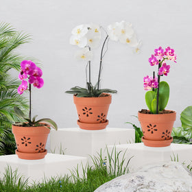 JUXYES 6-inch orchid pot ready for repotting indoors or outdoors.