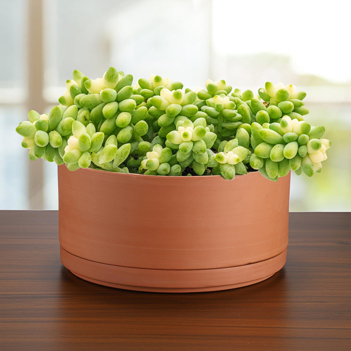 Ideal for cacti and other succulents that prefer dry soil with JUXYES.